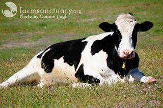 2010-07-01-AnimalsinOhio.jpg
