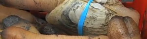 2010-07-08-geoduck.jpg