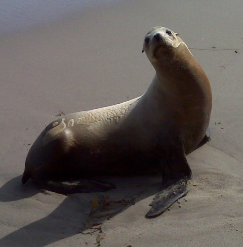 2010-07-15-sealionrescue.jpg