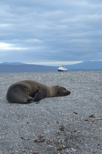 2010-07-21-Sealionandshiphuff.jpg