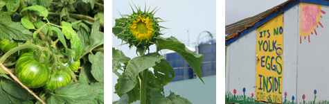 2010-08-17-row6.jpg