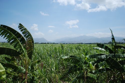 2010-08-29-sugarcaneleogane.jpg