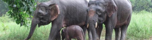 2010-09-01-elephants1.jpg