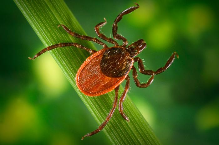 2010-09-02-tick.jpg