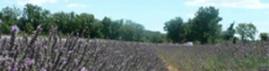 2010-09-08-edgoldman.jpg