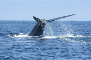 could whales help curb heat-trapping emissions