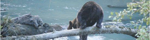 2010-09-27-grizzly.jpg