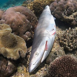2010-10-29-Finned_Living_Reef_Shark.jpg