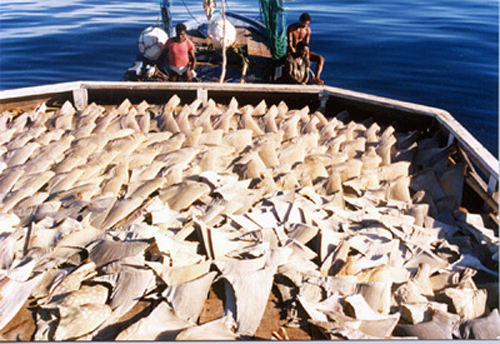 2010-10-29-Shark_Fins_Drying_on_Deck.jpg