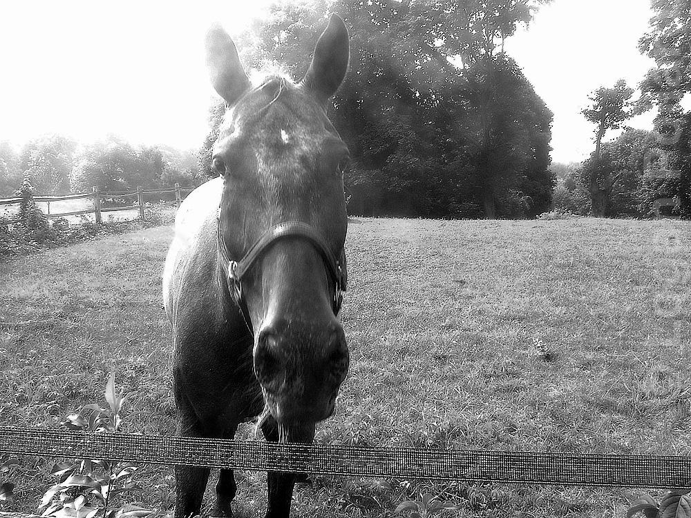 2010-11-02-LoganPollardhorseh.jpg