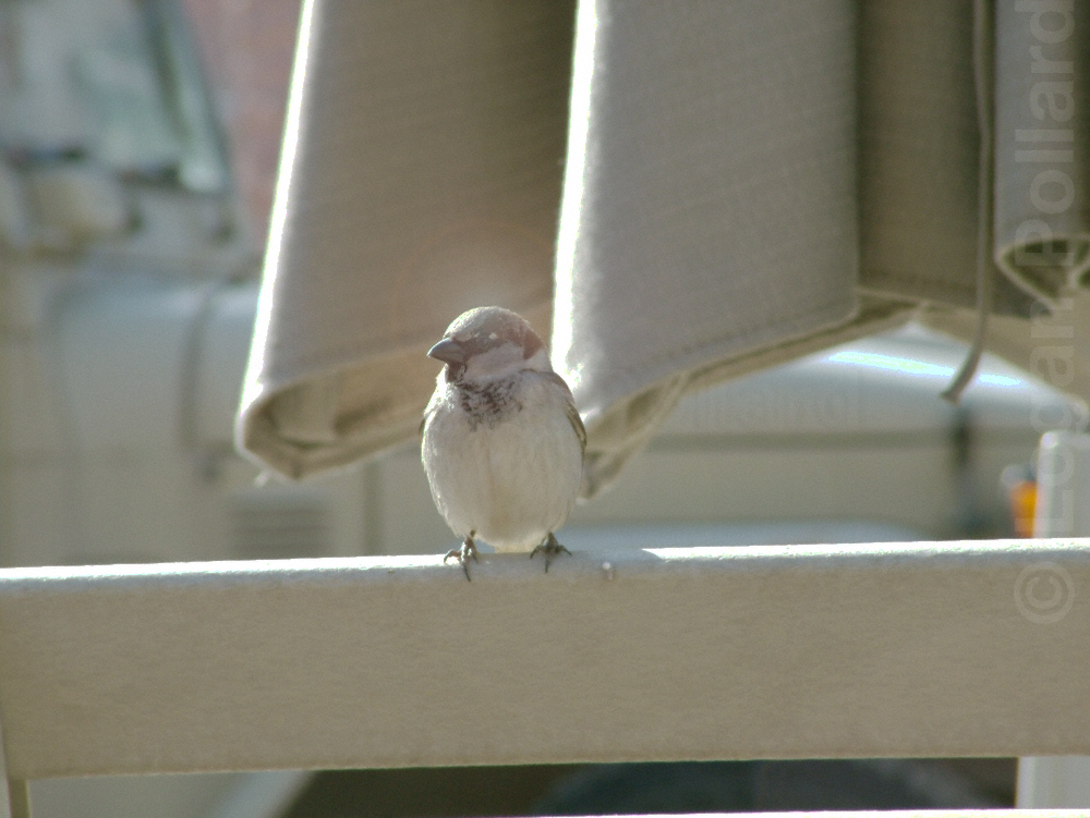 2010-11-09-Loganpollardbirdh.jpg