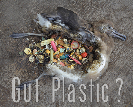 Unaltered stomach contents of a dead baby albatross, Midway Atoll 