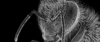 2010-11-19-bee.jpg