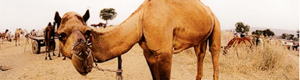 2010-11-19-camel1.jpg