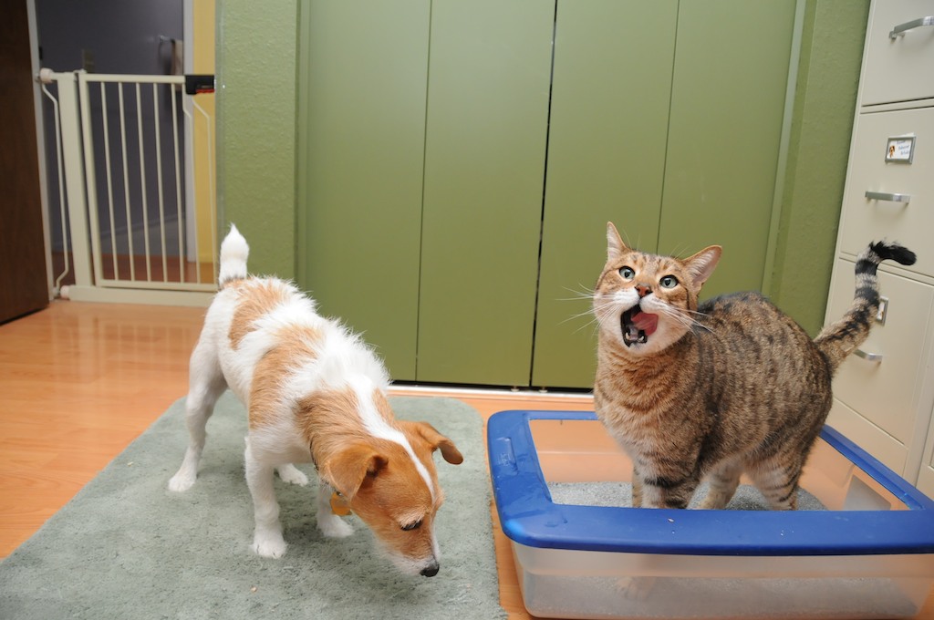 why does dog eat cat poop out of the litter box