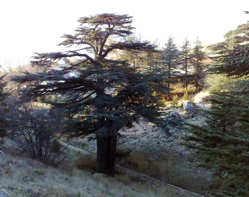 2010-12-23-CedarsofLebanonAbuFadil.jpg