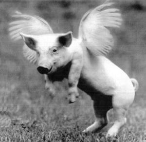 Pig with Wings