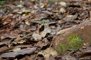 Tiny Chameleons Use a Different Kind of Camouflage | HuffPost