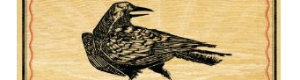 2011-02-01-crow.png