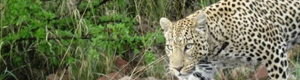 2011-02-02-tiger.jpg