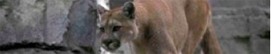 2011-02-09-cougar.jpg