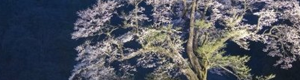 2011-02-10-blossom.png