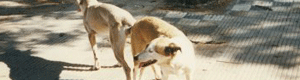 2011-02-11-dogpull.gif