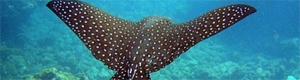 2011-02-25-ray.jpg