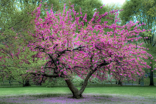 kwanzan flowering cherry tree pictures. Kwanzan Cherry Tree,