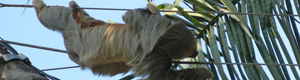 2011-03-22-slothonwire.jpg