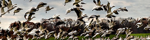 2011-03-31-geese.jpg