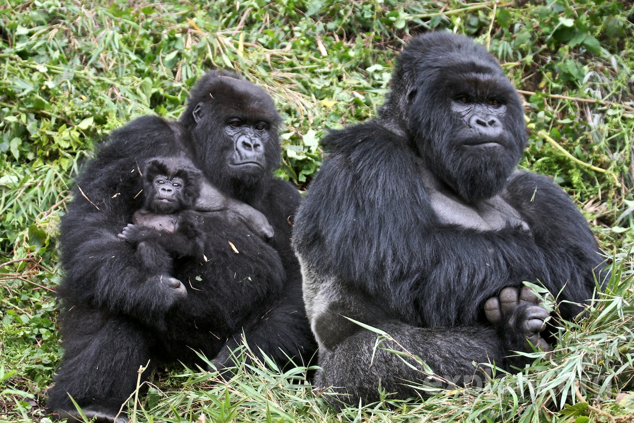 Gorillas Rwanda