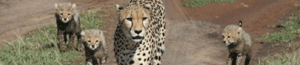 2011-05-12-kenyacats.gif