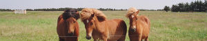 2011-06-09-skagen.jpg