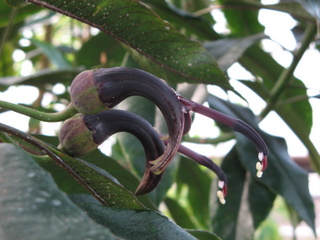 2011-06-11-C._peleana.JPG