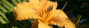 2011-07-15-gdfdgdgd.png
