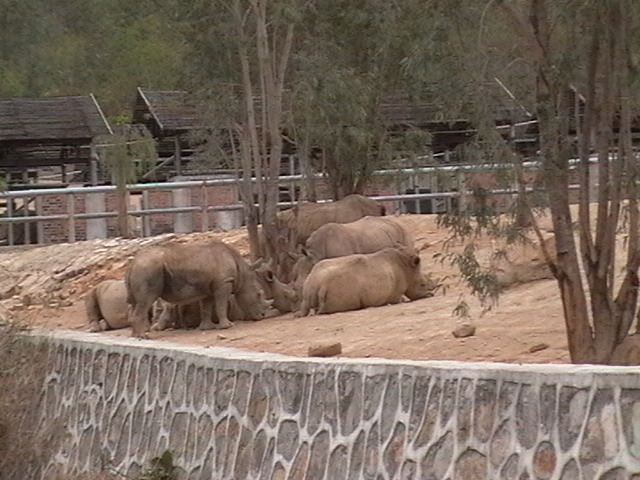 2011-09-01-SanyaRhinos.JPG