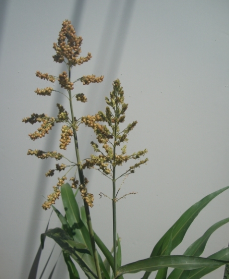 Mystifying Prayer Plant