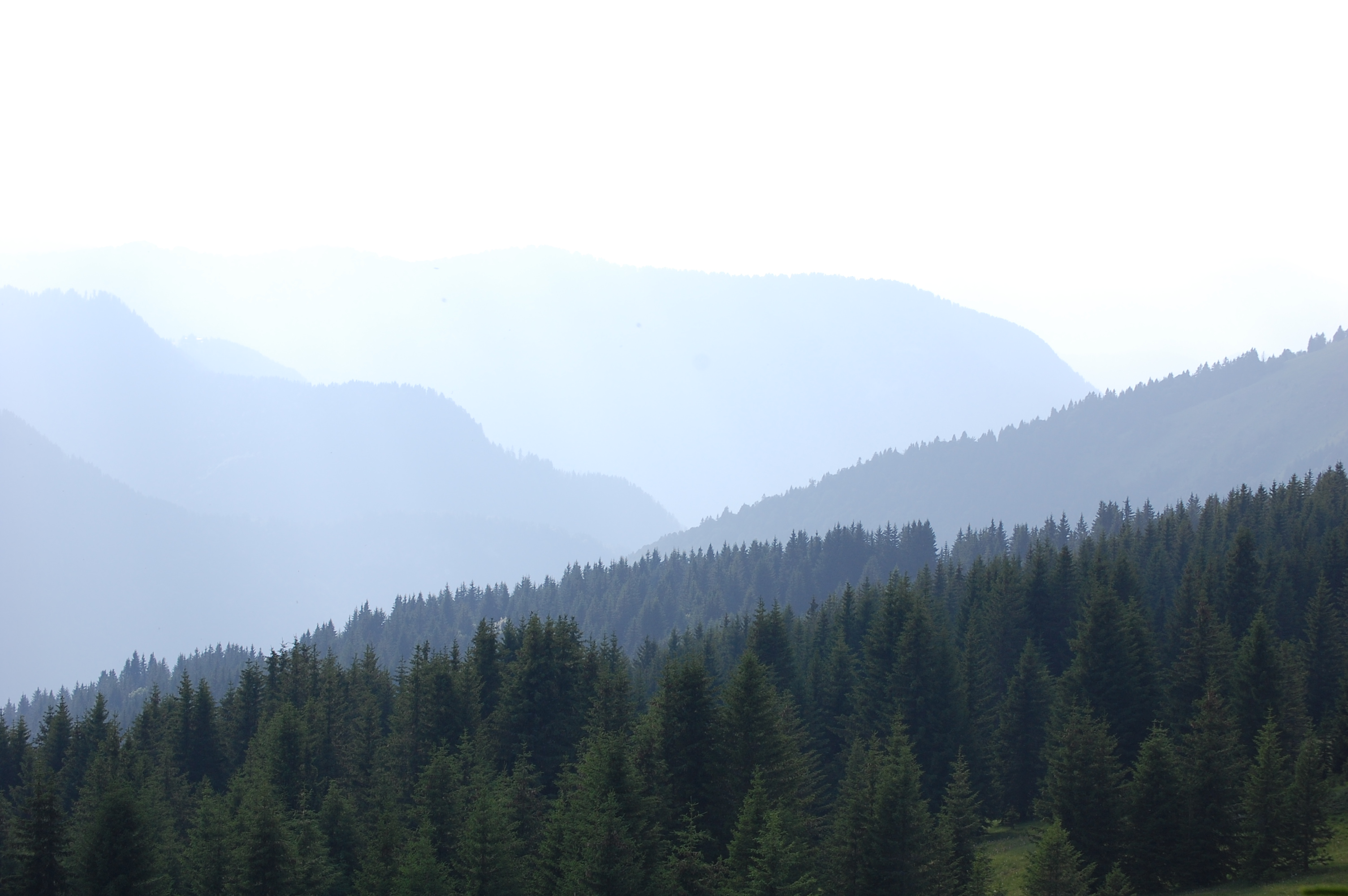 2011-09-28-ForestOnly.JPG