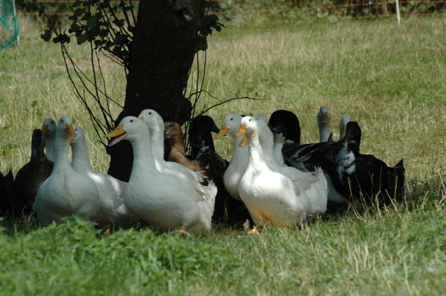 2011-09-29-CornishDucksweb_pix_1502.jpg