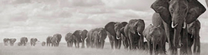2011-10-18-elephants.jpg