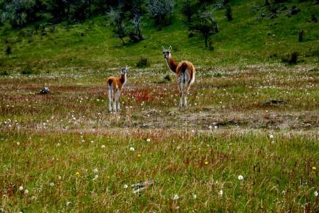 2011-11-08-llamasgrazing.jpg