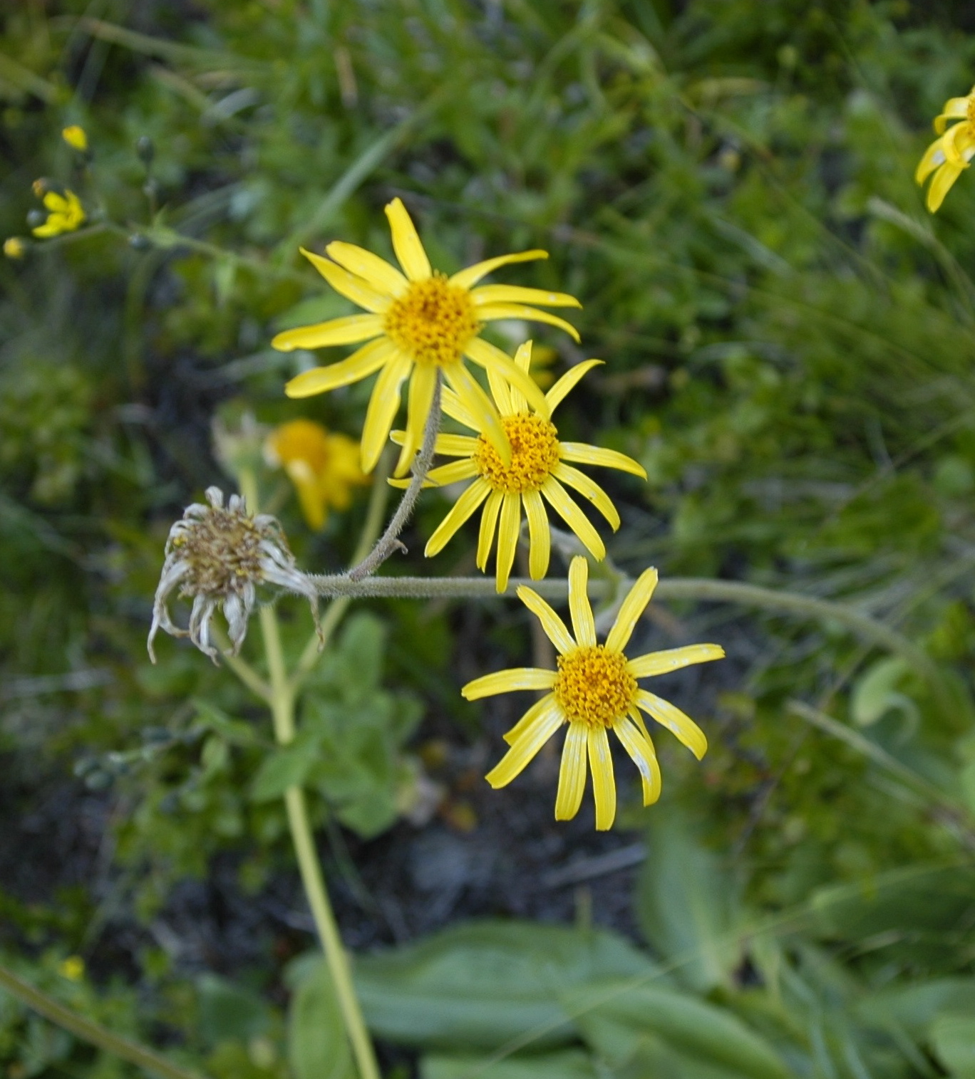 Arnica Montana 30 Uses