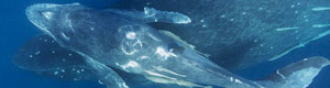 2011-11-21-humback300cm112111.jpg