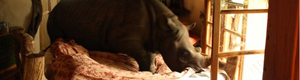 2011-12-01-rhinopull.jpg