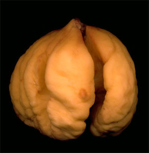 2011-12-05-chestnut_meat.jpg