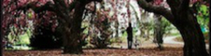2012-01-26-SpringinBloom5555.jpg