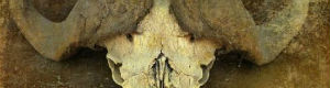 2012-01-31-bones.JPG