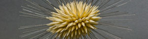 2012-02-17-squidpull.jpg