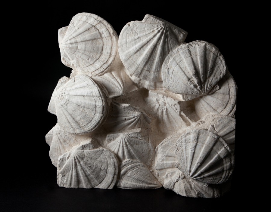 2012-02-23-GigantopectensRestitutenisFossilisedScallopShells46millionyears.jpg